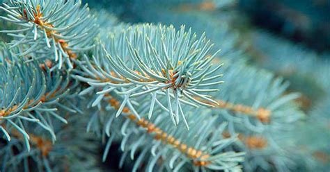 Padurea de molizi 2025